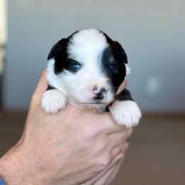 Mistletoe - Black tri female Miniature American Shepherd puppy in Bayard, Nebraska from Puppies by Alies