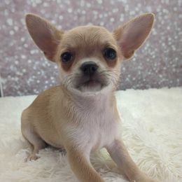 Yazmin - Black sabled fawn female Chihuahua puppy in Topeka, Kansas from Barbie's Baby Chihuahuas