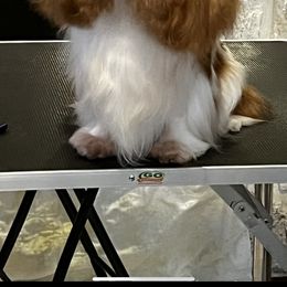 Oliver - Cavalier King Charles Spaniel