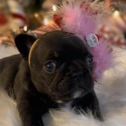 Elowyn - Brindle female French Bulldog puppy in Miami, Florida from Oceanside French Bulldogs