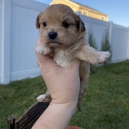 Goldendoodle, Havanese, and Havapoo Puppies from Lady Paws Puppies