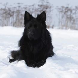 Radler - German Shepherd