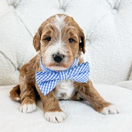 Canyon - Apricot male Goldendoodle puppy in Sterling, Illinois from Charley's Goldendoodles