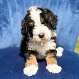 Colin - Boy 2 - Tri-color male Bernedoodle puppy in Bellville, Ohio from Bernedoodle Buddies