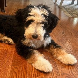 Dottie - Tri-color female Bernedoodle puppy in Mount Pleasant, Tennessee from Amy Brewer