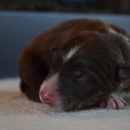 Sparky - Red tri-color male Australian Shepherd puppy in Lyons, Georgia from Canyon South Aussies