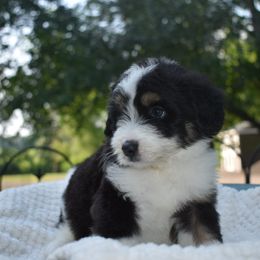 Jim - male Australian Mountain Doodle puppy in Angola, Indiana from Classic City Doodles