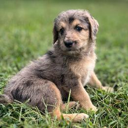 Cynthia - Merle female Assorted Doodle Crosses puppy in Kansas City, Missouri from Beary GoldenDoodles