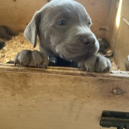Basset Hound and Labrador Retriever Puppies from Porter Kennels