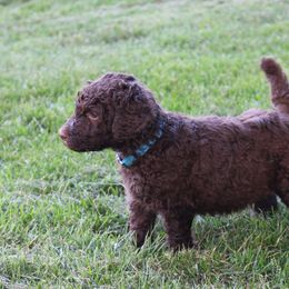 Poodle Puppies from RK'S Pets