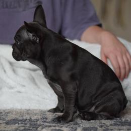 French Bulldog Puppies from Poppy’s Frenchies