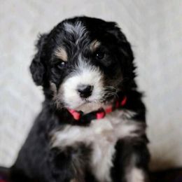 Bernedoodle and Goldendoodle Puppies from Happy Valley Doodles