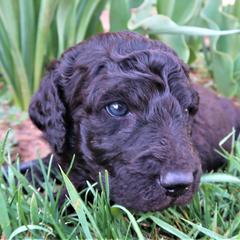 Double Doodle and Labradoodle Puppies from Mary's Crazy Double Doodle Doggies