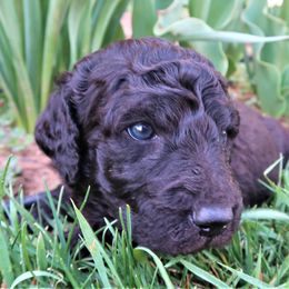 Double Doodle and Labradoodle Puppies from Mary's Crazy Double Doodle Doggies