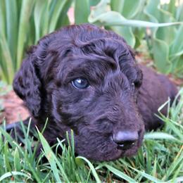 Double Doodle and Labradoodle Puppies from Mary's Crazy Double Doodle Doggies