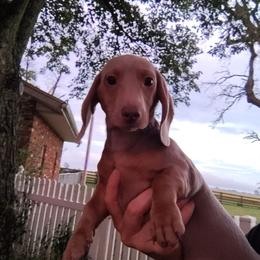 Rocky - Fawn (isabella) and tan male Dachshund puppy in Hudson, Michigan from Mittentail Kennel Miniature Dachshunds & Australian Shepherds