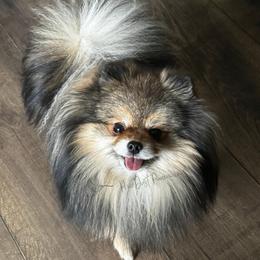 Wally - Pomeranian
