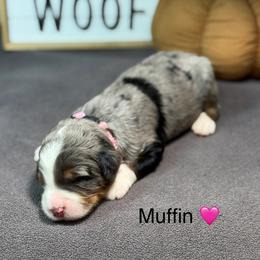 Muffin - Blue merle female Bernedoodle puppy in El Campo, Texas from Little Fur Friends Bernedoodles