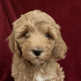 Girl 1 - Cockapoo puppy in Grand Junction, Colorado from Asyouwish Cockapoos