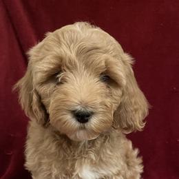 Girl 1 - Cockapoo puppy in Grand Junction, Colorado from Asyouwish Cockapoos