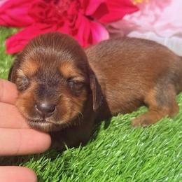 Oney - Red female Dachshund puppy in Chelsea, Oklahoma from Elite Puppies of Oklahoma