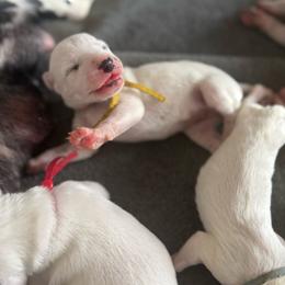 Havoc - White and black female Dalmatian puppy in Mount Vernon, Missouri from Spots & Spirals