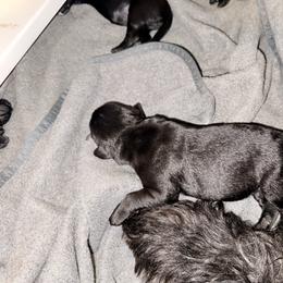 Sirius - Black male Giant Schnauzer puppy in Noblesville, Indiana from Stratton House Kennels