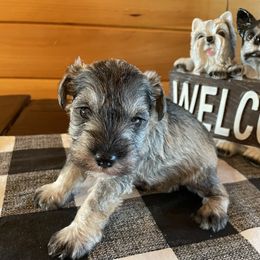 Miniature Schnauzer Puppies from Country Cottage Schnauzers
