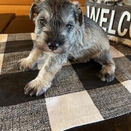 Miniature Schnauzer Puppies from Country Cottage Schnauzers