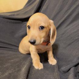 Orange Boy - Cream male Dachshund puppy in Buckeye, Arizona from AZ Dachshund Proud