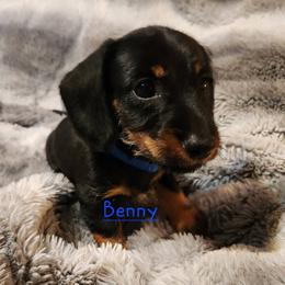 Dachshund Puppies from Circle F Wired Wieners