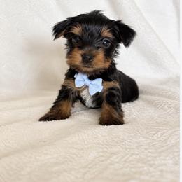 Yorkshire Terrier Puppies from TheDogHouse