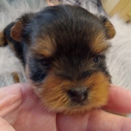 Yorkshire Terriers from Debbie's Yorkies