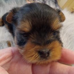 Yorkshire Terriers from Debbie's Yorkies