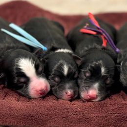 Australian Mountain Doodles and Australian Shepherds from Burkhart Family Puppies