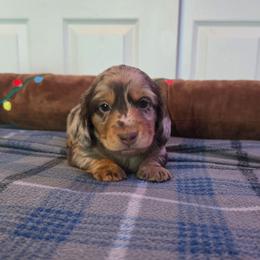 Peter - Dapple male Dachshund puppy in Tucson, Arizona from Joplin's Hippo House