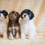 Greater Swiss Mountain Dog and Lowchen Puppies from Cambio Canines