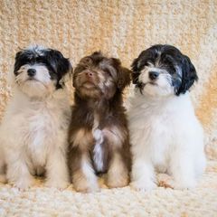 Greater Swiss Mountain Dog and Lowchen Puppies from Cambio Canines