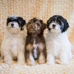 Greater Swiss Mountain Dog and Lowchen Puppies from Cambio Canines
