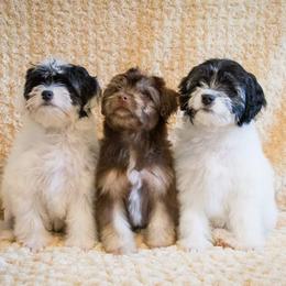 Greater Swiss Mountain Dog and Lowchen Puppies from Cambio Canines