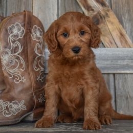 Bell - Red female Irish Doodle puppy in Macedon, New York from Toodles Goldendoodles