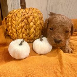 Justice - Red  male Poodle puppy in Utica, Ohio from Poodle Me Crazy