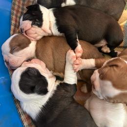 Boston Terrier puppies from Boston Luvs