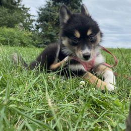 Pomsky Puppies from Rustic Pomskies