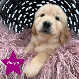 Harpy - Golden female Golden Retriever puppy in Cadillac, Michigan from K & M Golden Retrievers