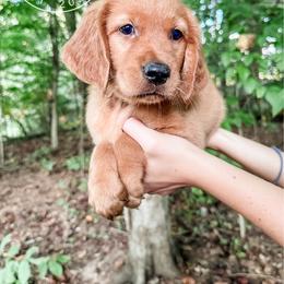 Stone - yellow - Dark golden male Golden Retriever puppy in Greeneville, Tennessee from Cultivate Farm