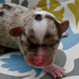 Mr. Crawley - Red merle male Miniature American Shepherd puppy in Damascus, Oregon from Rebel Soul Minis