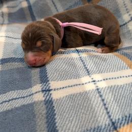 Pink Girl - Chocolate and tan female Dachshund puppy in Cypress, California from Ferrario Dachshunds