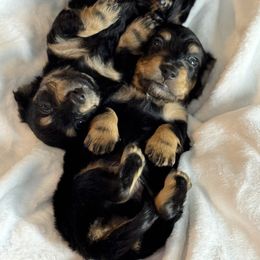 Dachshund Puppies from Ultimate_Doxies