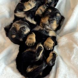Dachshund Puppies from Ultimate_Doxies